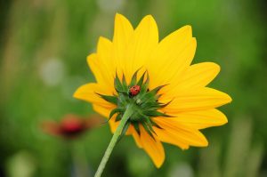 ladybug, insect, flower, wildflower, yellow, nature, macro photography, landscape, fragility, ecology, black, green, dusk, diversity, back view, biology, details, environment, photosynthesis